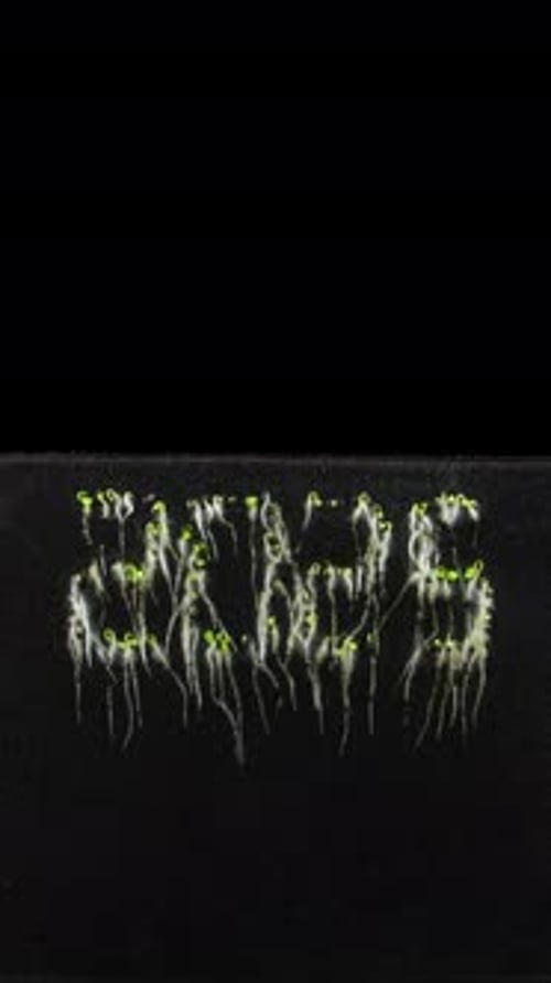 Time Lapse of Sprouts Growing from Seed