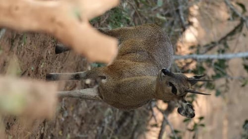 Vertikale Ansicht eines männlichen Klipspringers, der in die Wildnis Afrikas schaut.