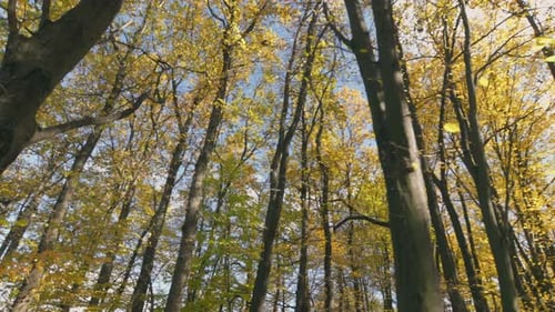 Autumn Forest Taken From the Bottom