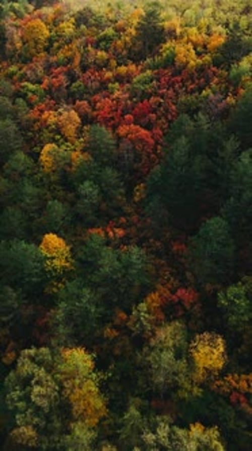 A Stunning Aerial View of an Autumn Forest Showcasing Its Vibrant and Colorful Foliage