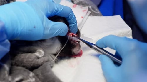 Animal Treatment Veterinary Dental Surgery in the Clinic