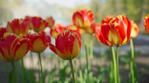 Lots of Beautiful Red Tulips and Flowers on the Green Lawn
