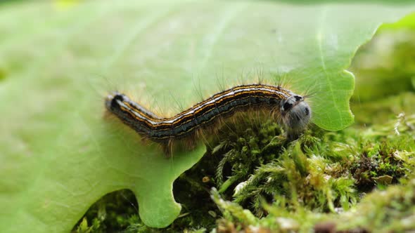 Cute little caterpillar wiggling on a leaf and moss, macro close-up ...