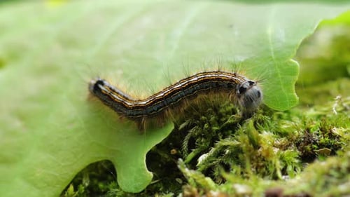 Cute little caterpillar wiggling on a leaf and moss, macro close-up still shot