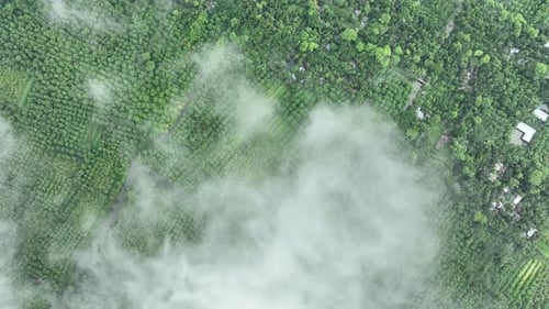 Vue aérienne du jardin de goyaves à Swarupkathi, Pirojpur, Bangladesh.