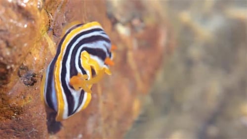 Chromodoris Annae Striped Sea Slug during low tide