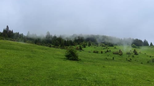 Green Grassy Meadow with Foggy Trees Landscape