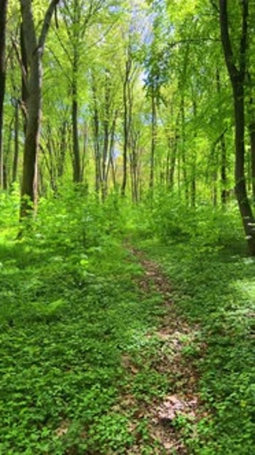 Gehen Sie den Weg im Frühlingsbuchenwald entlang. Vertikales Video.