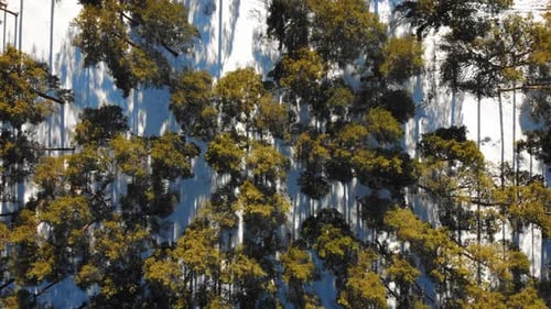 Aerial Drone Footage of the Pine Forest This Winter Winter Forest with Frosty Trees Aerial View