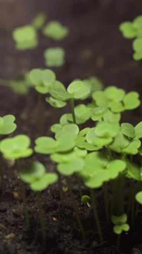 Time-lapse of Green Sprouts Emerging from Soil