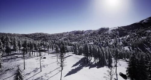 Flying Over Snow-Covered Pine Trees in Winter Mountains