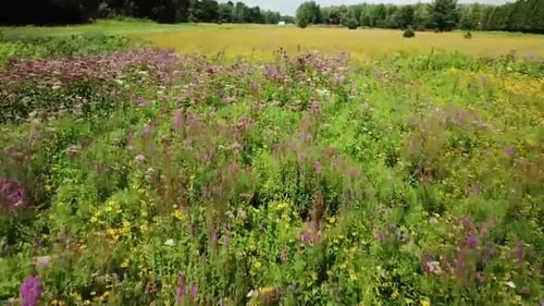 Fly over of field of wildflowers. (Close up)