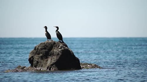Wildtiere Vögel Zwei schwarze Kormorane Ente ruht auf dem Felsen Ein Seevögel rasten auf einem