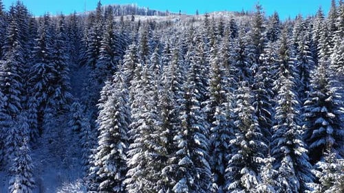 Slow motion aerial view along into a beautiful snowy winter mountain forest.