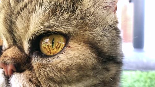Really close up shot of a cat 's eye. Almost macro shot of an amazing gold eye of an exotic cat. Clo