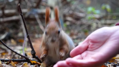 Cute Squirrel Eating Food From a Hand