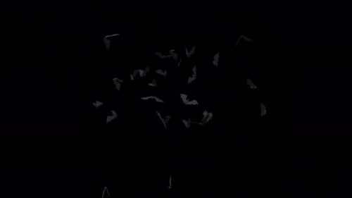 Bats Flying Around