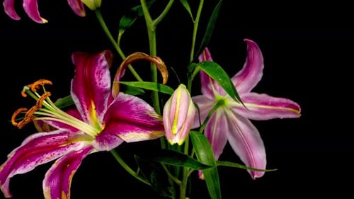 Pink Lilies Blooming in Time Lapse