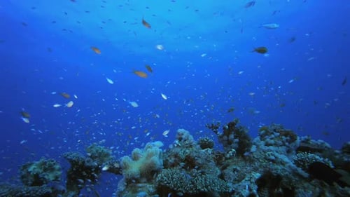 Reef Coral Garden Underwater