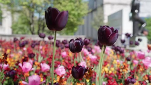 Footage of beautiful colorful tulips in the garden and the black tulip is in the foreground as the o