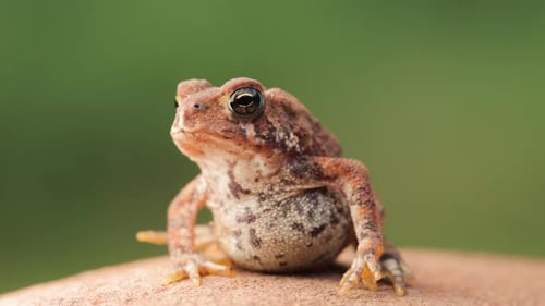 Close-up shot of an American Toad