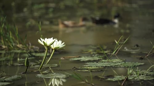 Water lily blossoms in the water reservoir.