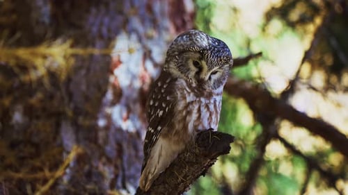 A Majestic Owl Elegantly Perched on a Tree Branch in Its Natural Habitat Embodies the Beauty of