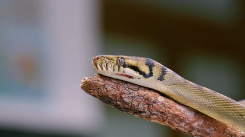 Ralentissement du mouvement du serpent, mouvement de la langue, idéal pour les documentaires animaliers