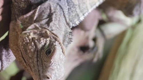 Yellow Iguana on Tree in Rainforest Rio Tempisque Guanacaste Costa Rica Wildlife Vertical Video