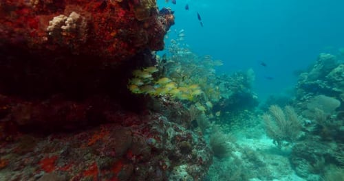 School of yellowtail snappers on a reef in Cancun Mexico
