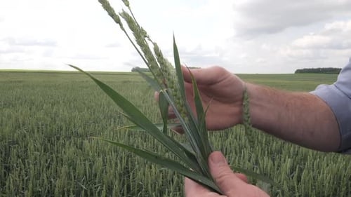 Farmer Examining Young Wheat Crop in Agricultural Field
