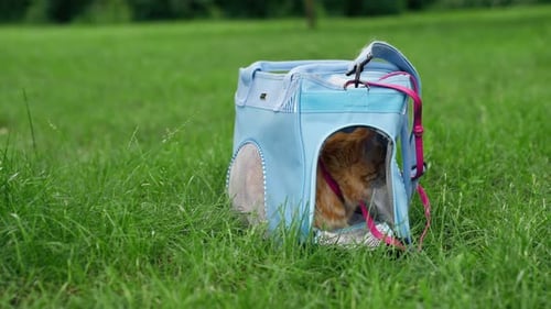 Closeup in the Summer in a Park on a Green Meadow a Red Fluffy Cat Sits in a Soft Blue Carrier on
