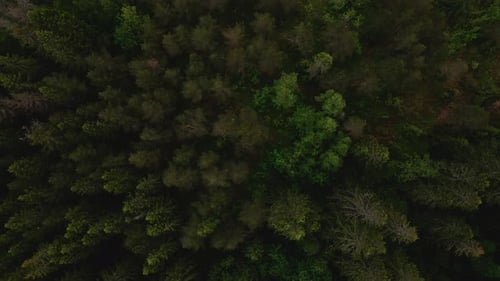 Aerial view over trees in a forest in Norway
