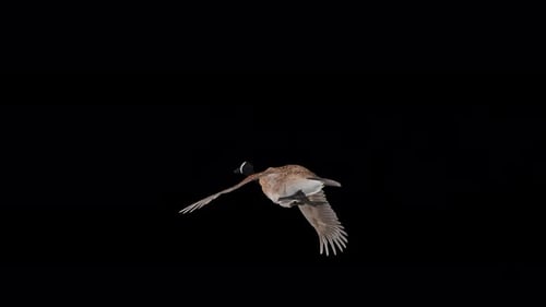 Canada Goose - North American Hunt Game Bird - Flying Transition - Back Angle CU - Alpha Channel 4K
