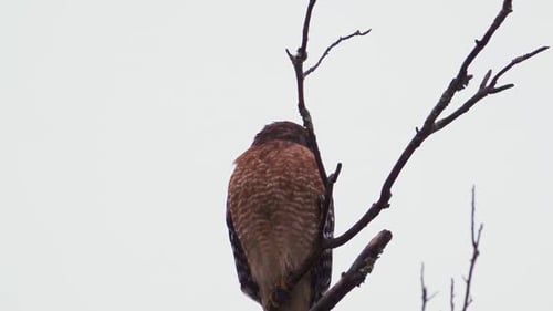 Faucon à épaules rouges perché sur une grosse branche aride sous une pluie battante. Plan très rapproché. 10 sec/6