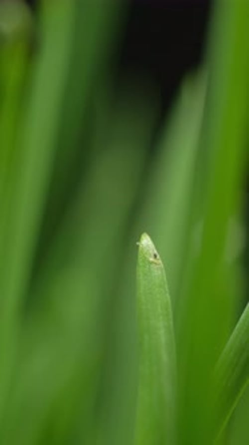Green Grass Blades with Water Droplet Close Up