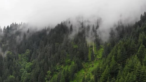 Foggy mountain forest in Himalaya