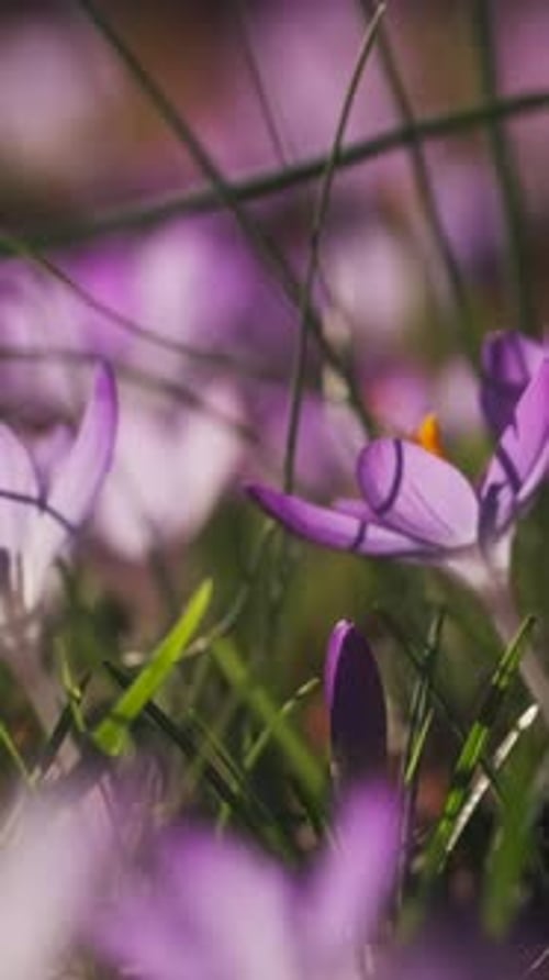 Flowering crocus spring flowers