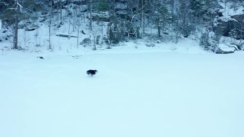 Woman and Dog Walking Across Snowy Winter Landscape