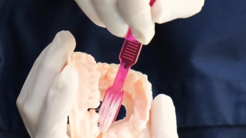 The Hands of a Dentist Showing How to Properly Brush Teeth on a Mannequin of the Mouth Cavity Jaws