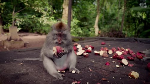 Monkey Eating Root Vegetable in Tropical Forest