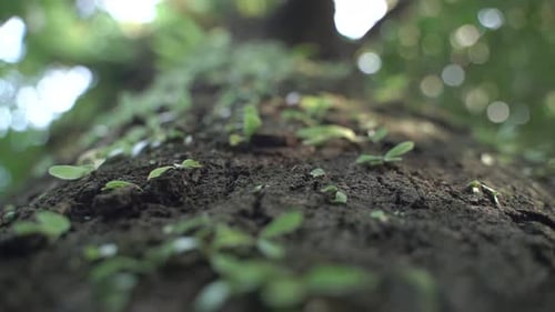 Towering Tree Trunk with Lush Greenery