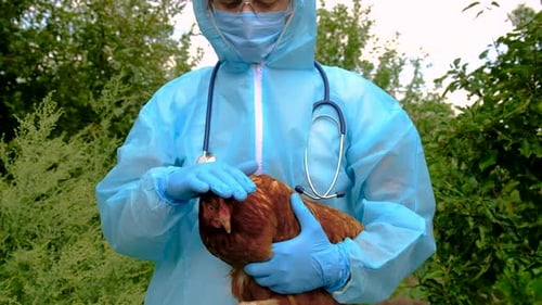 Veterinarian in PPE examining a brown hen outside