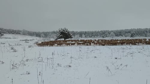 Herd of Sheep Moving Across Snowy Field