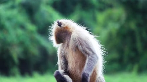 Monkey looking around in rainy forest | wild langur close-up wildlife footage
