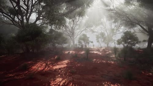 Les rayons du soleil filtrent à travers une forêt brumeuse créant une atmosphère mystique