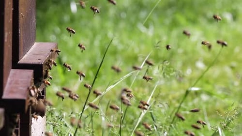 Bees Flying Around a Beehive on a Sunny Day