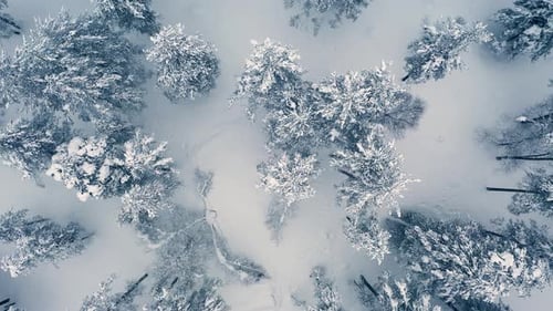 Beautiful snow scene forest in winter. Flying over of pine trees covered with snow.