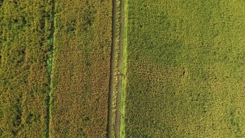 Aerial view of autumn before and after harvest with straw left in the field.