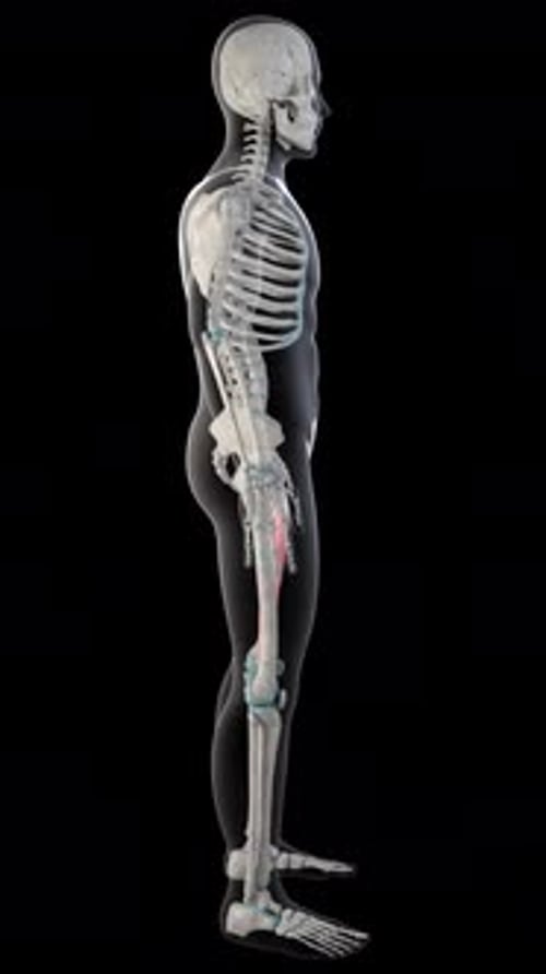 3D Human Anatomy Rotation of Adductor Magnus Muscle
